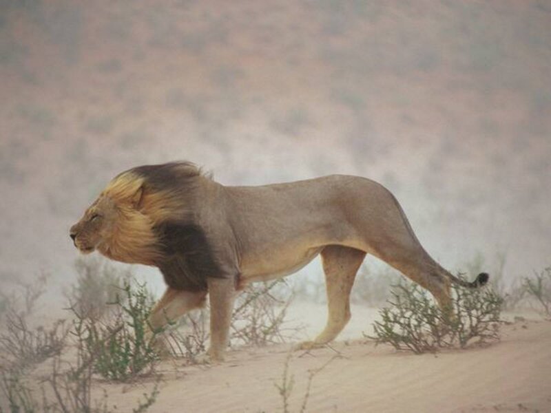 Male Lion Walking — Brown, Dusty