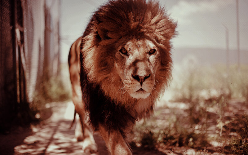 Male Lion Walking — Brown, Intense, Afternoon, Photograph, Fence, Path, Grass