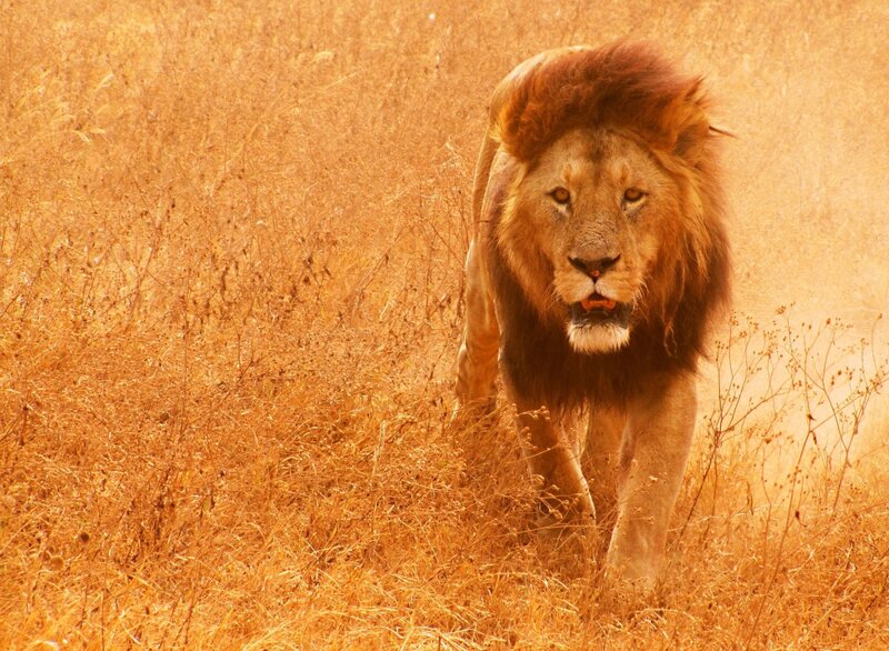 Male Lion Walking — Brown, Intense, Afternoon, Photograph, Grass, Dust