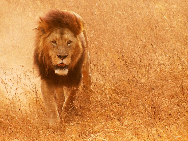 Male Lion Walking — Brown, Intense, Afternoon, Photograph, Grass