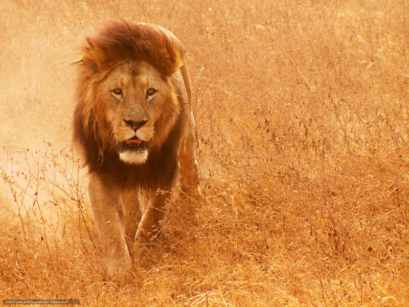Male Lion Walking — Brown, Intense, Afternoon, Photograph