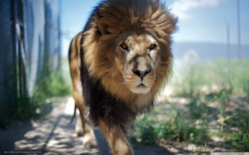 Male Lion Walking — Brown, Intense, Afternoon