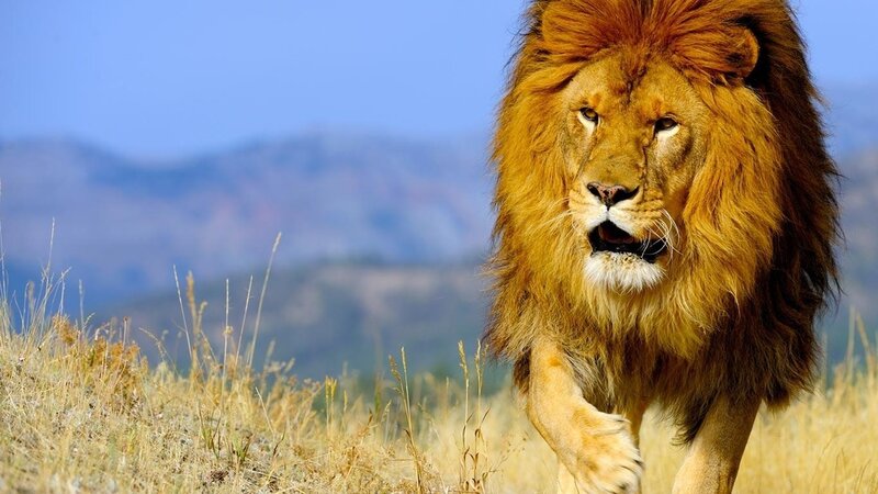 Male Lion Walking — Brown, Natural, Afternoon, Photograph