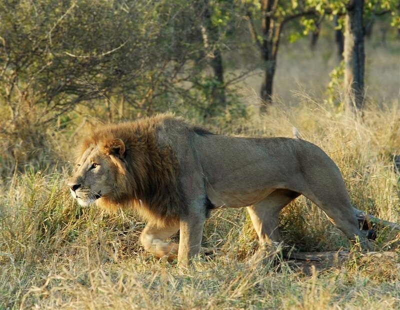 Male Lion Walking — Brown, Natural, Afternoon