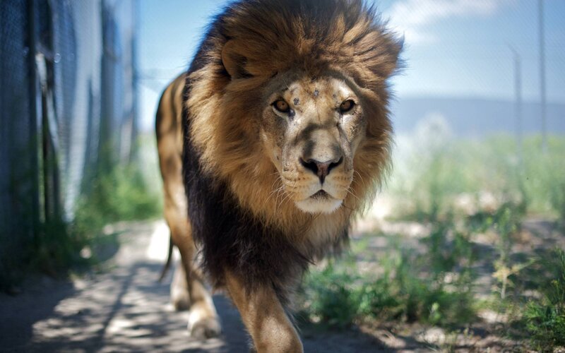 Male Lion Walking — Brown, Natural