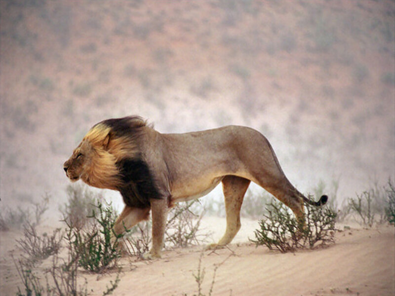 Male Lion Walking — Tan