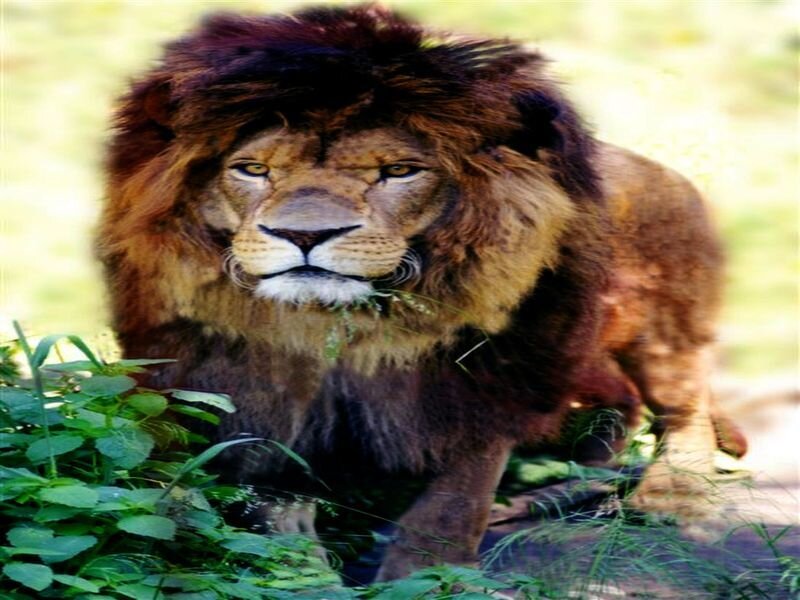 Male Lion Walking