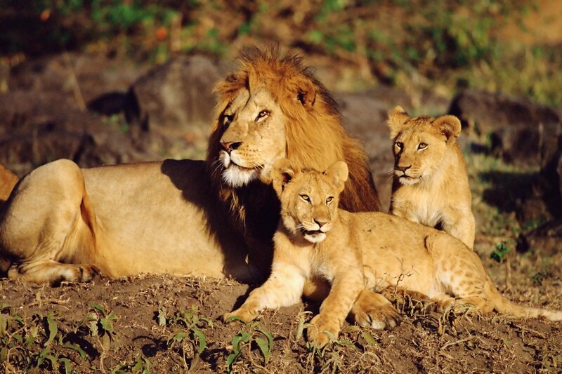 Male Lion with Cubs — Brown, Calm, Afternoon, Photograph, Dirt