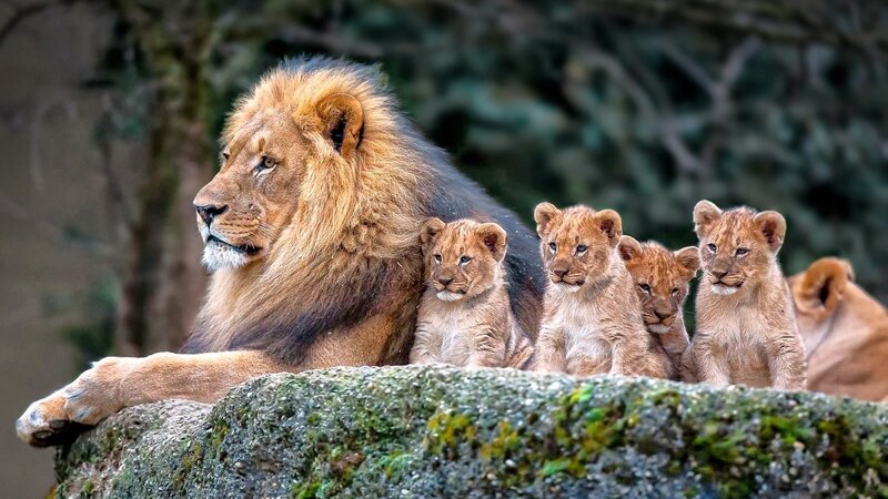 Male Lion with Cubs — Brown, Calm, Photograph, Rock