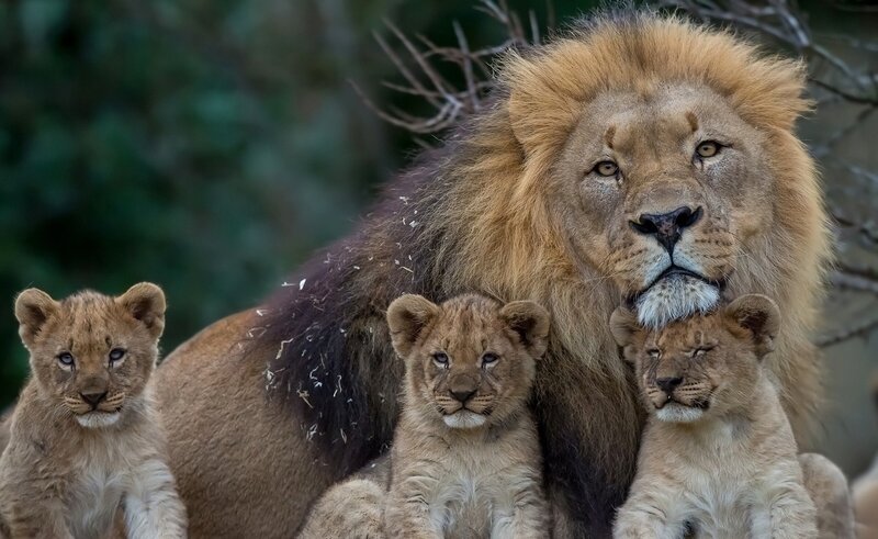 Male Lion with Cubs — Brown, Calm