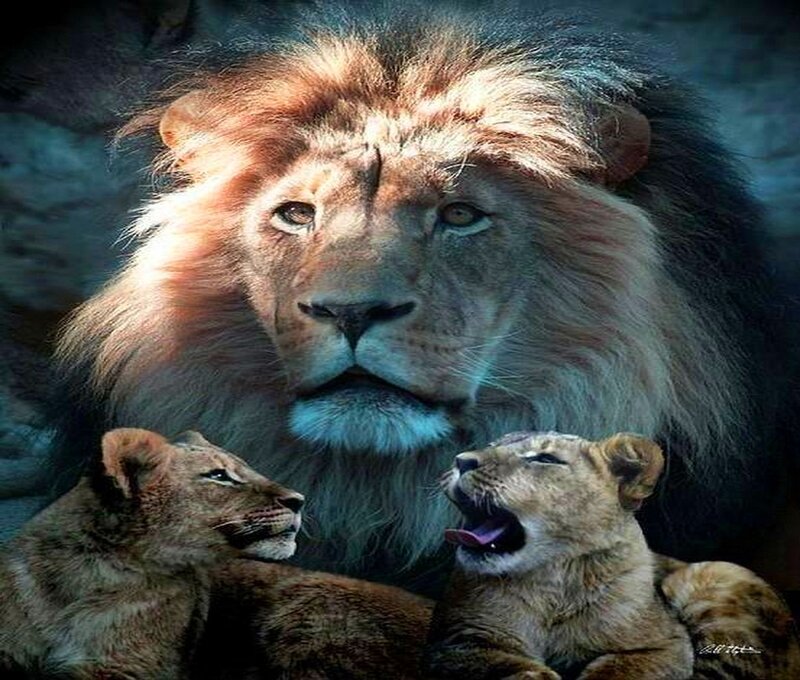 Male Lion with Cubs — Brown, Dramatic
