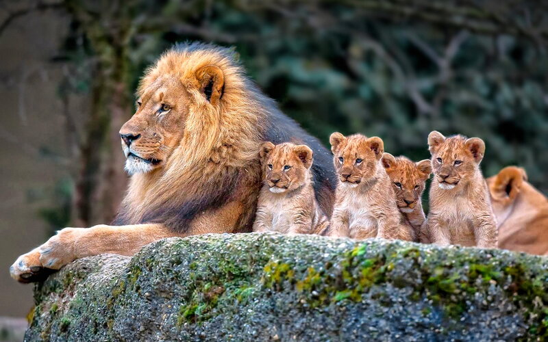 Male Lion with Cubs — Brown
