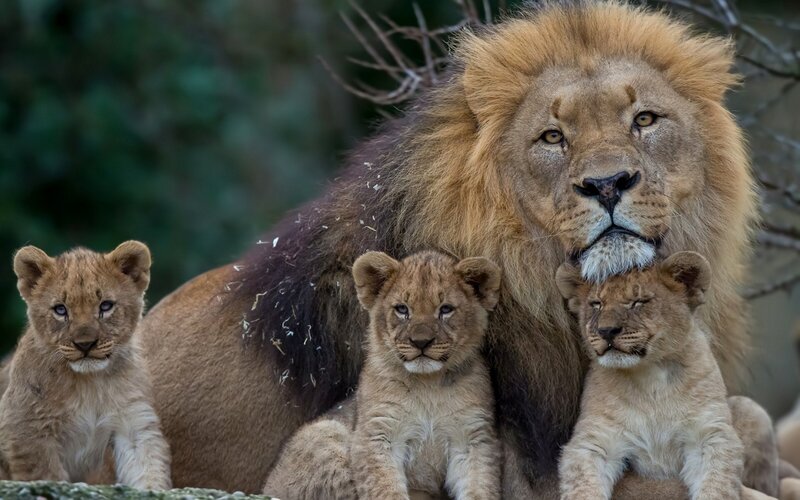 Male Lion with Cubs