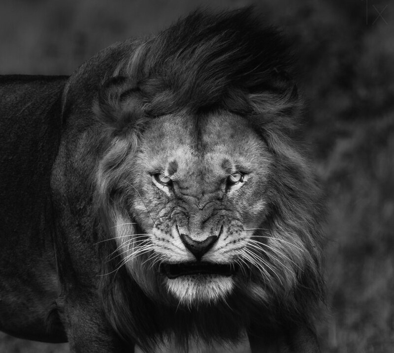 Male Lion with Mane — Black, Intense