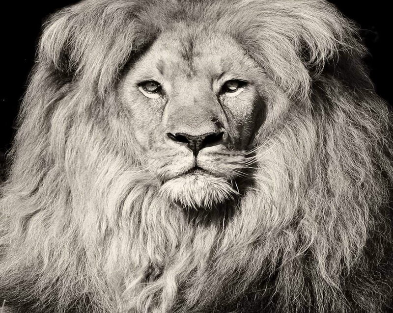 Male Lion with Mane — Black