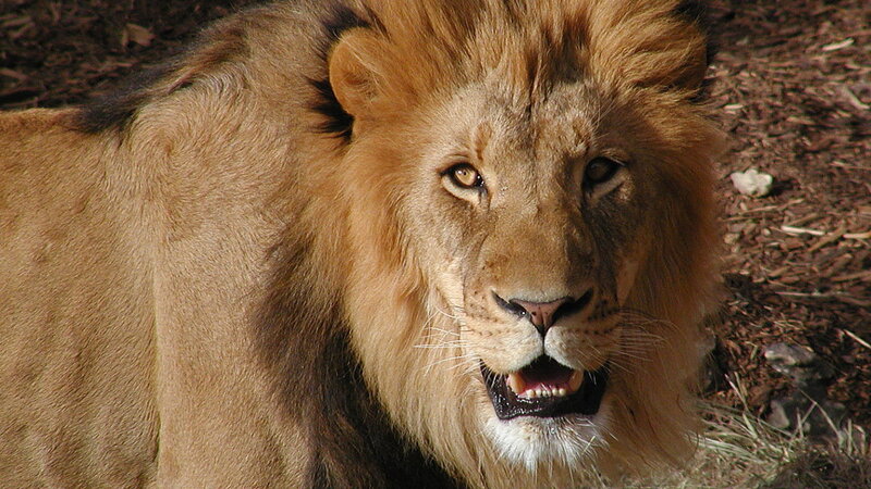 Male Lion with Mane — Brown, Alert, Afternoon