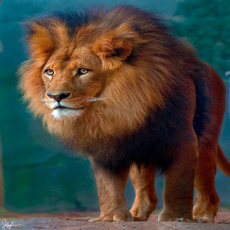 Male Lion with Mane — Brown, Alert
