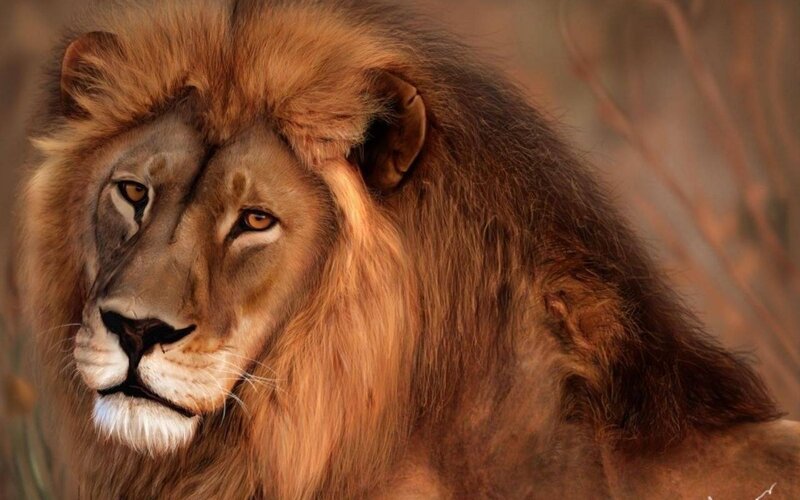 Male Lion with Mane — Brown, Calm, Afternoon, Photograph, Eyes