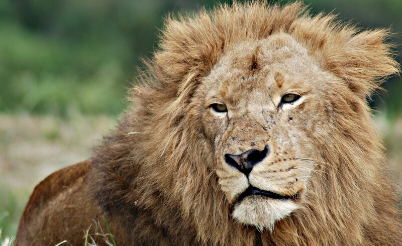 Male Lion with Mane — Brown, Calm, Afternoon, Photograph, Grass, Mud