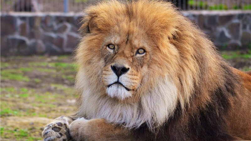 Male Lion with Mane — Brown, Calm, Afternoon, Photograph, Grass, Stone Wall