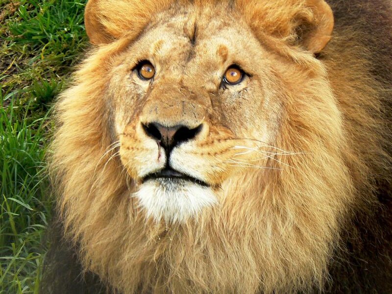 Male Lion with Mane — Brown, Calm, Afternoon, Photograph, Grass
