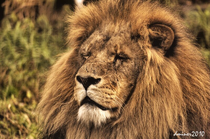 Male Lion with Mane — Brown, Calm, Afternoon, Photograph, Grass, Trees