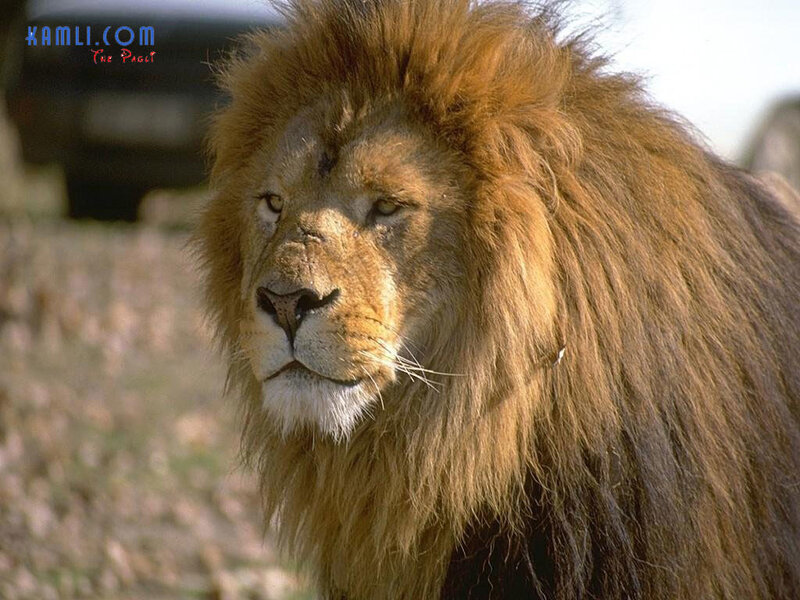 Male Lion with Mane — Brown, Calm, Afternoon, Photograph, Grass, Vehicle, Tan