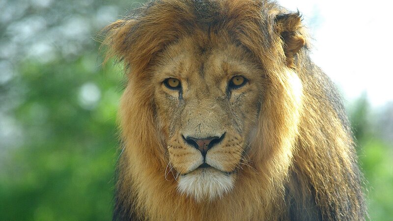 Male Lion with Mane — Brown, Calm, Afternoon, Photograph, Green Foliage