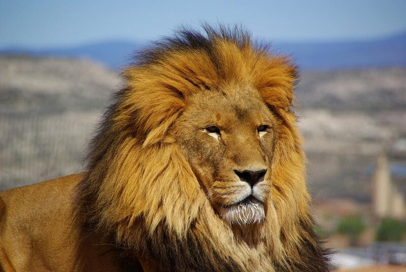 Male Lion with Mane — Brown, Calm, Afternoon, Photograph, Mountains