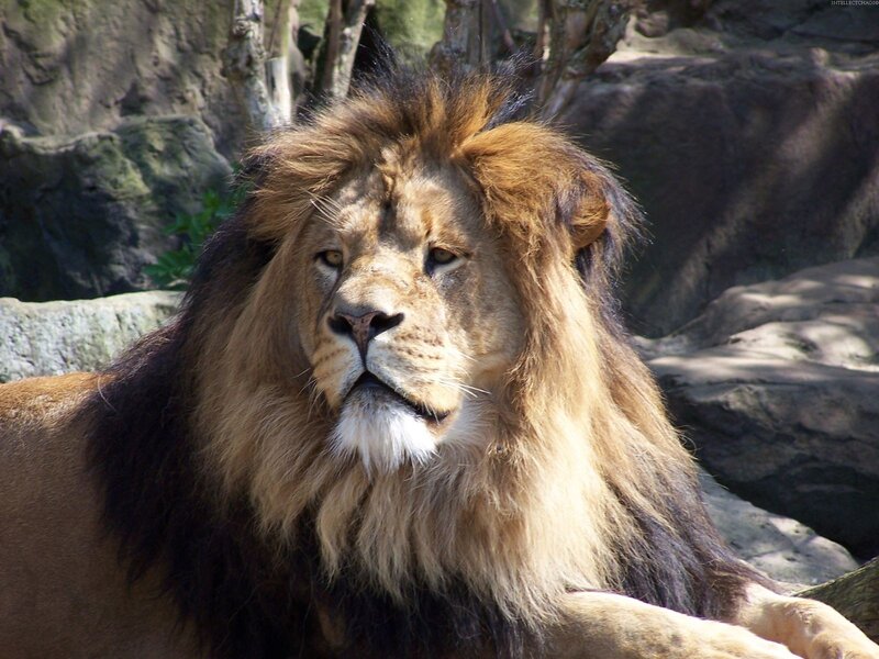 Male Lion with Mane — Brown, Calm, Afternoon, Photograph, Rocks