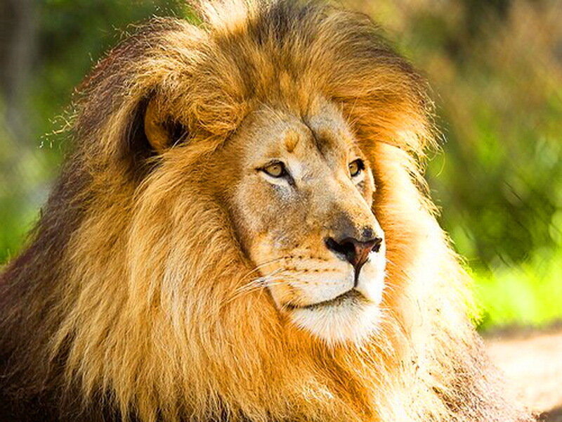 Male Lion with Mane — Brown, Calm, Afternoon, Photograph