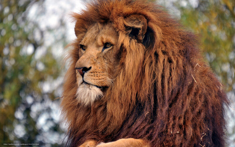 Male Lion with Mane — Brown, Calm, Afternoon, Photograph, Trees, Sky, Green, White