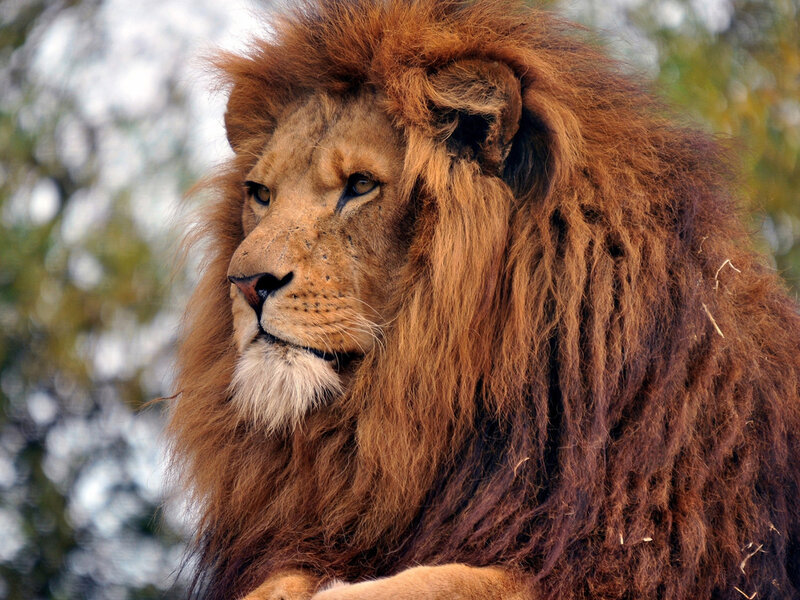 Male Lion with Mane — Brown, Calm, Afternoon, Photograph, Trees