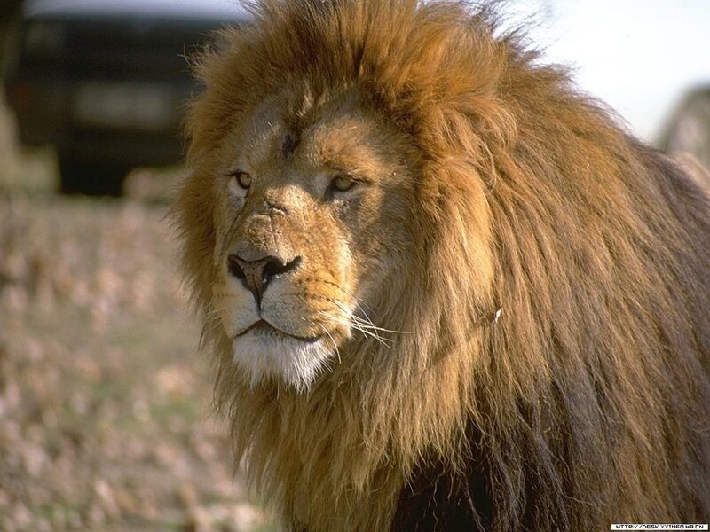 Male Lion with Mane — Brown, Calm, Afternoon, Photograph, Whiskers