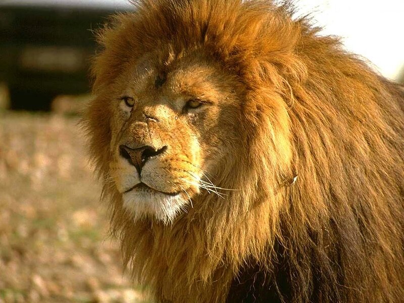 Male Lion with Mane — Brown, Calm, Afternoon