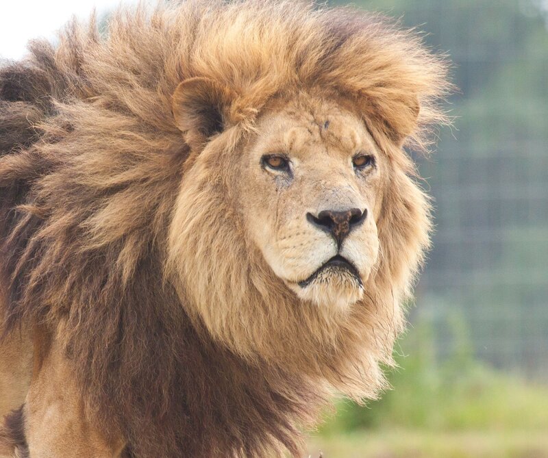 Male Lion with Mane — Brown, Calm, Photograph, Eyes, Nose