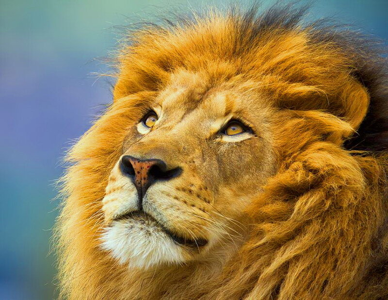 Male Lion with Mane — Brown, Calm, Photograph, Eyes