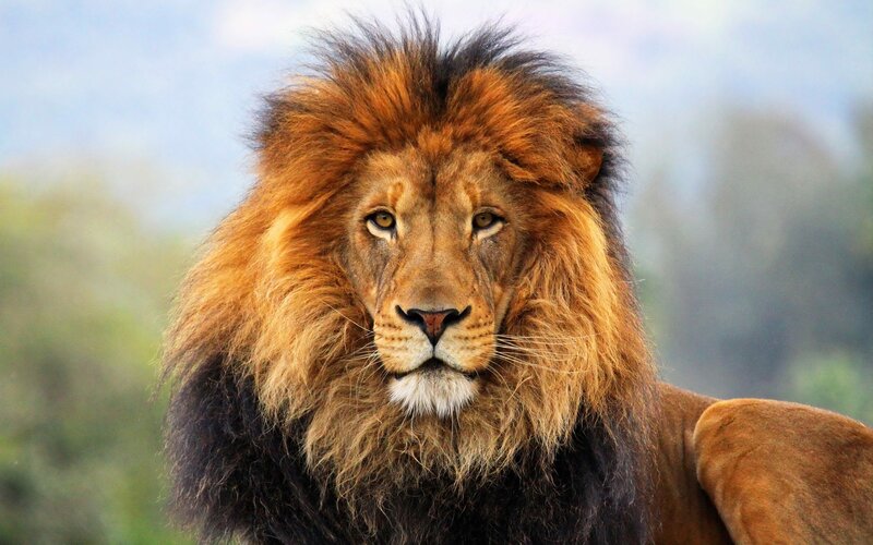 Male Lion with Mane — Brown, Calm, Photograph, Eyes, Whiskers, Black, Tan
