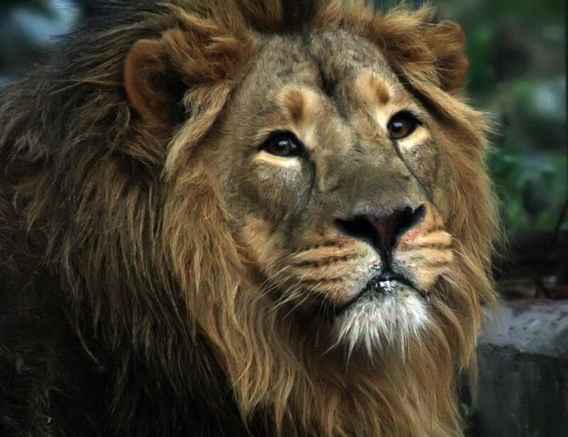 Male Lion with Mane — Brown, Calm, Photograph, Face, Eyes