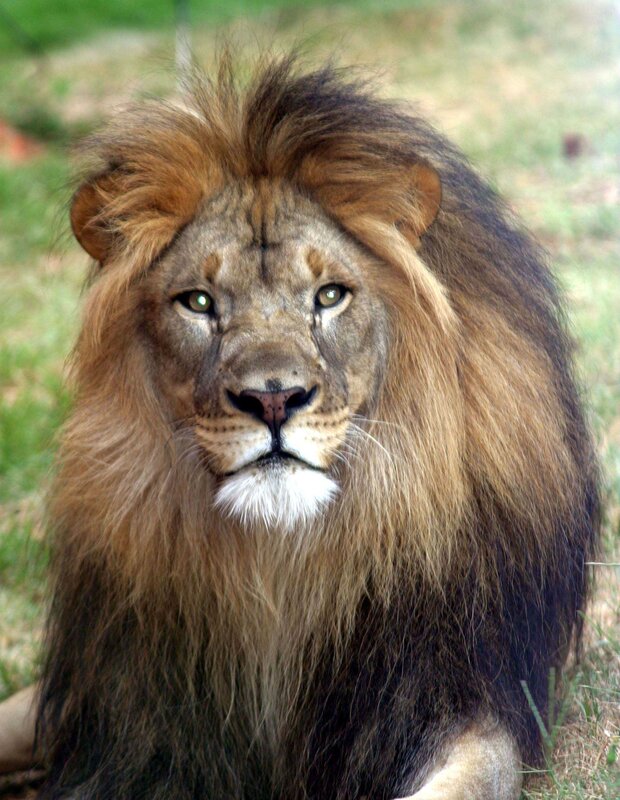 Male Lion with Mane — Brown, Calm, Photograph, Grass, Green