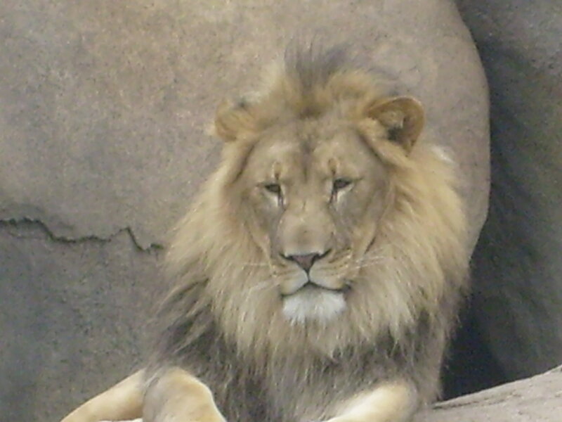 Male Lion with Mane — Brown, Calm, Photograph, Rock Wall, Gray