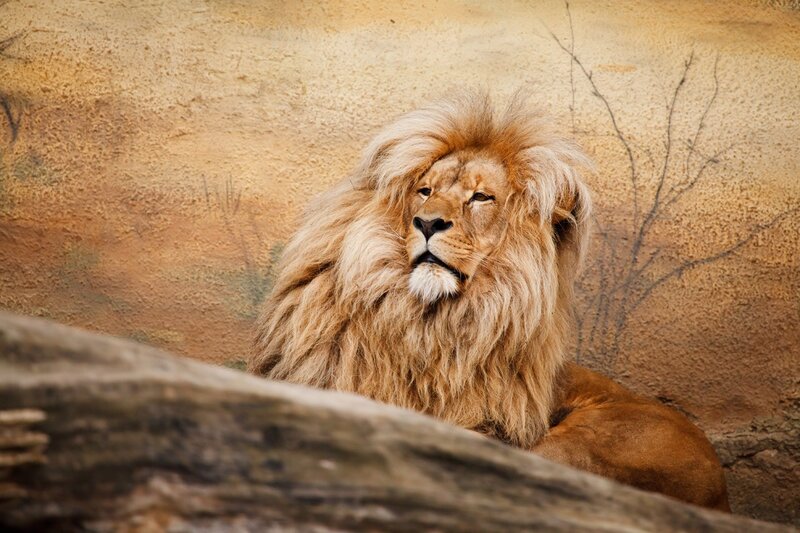 Male Lion with Mane — Brown, Calm, Photograph, Rock, Wall