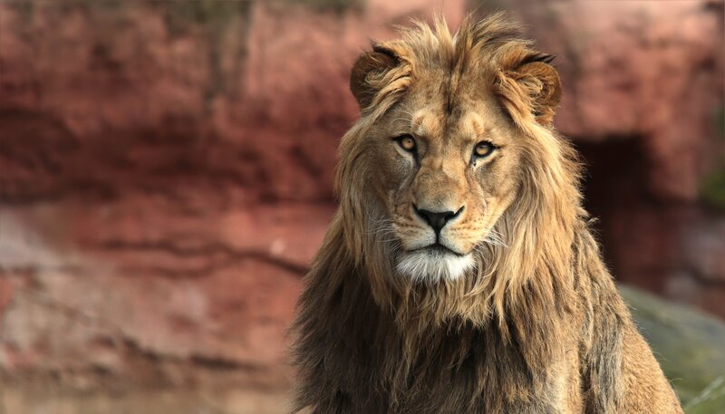 Male Lion with Mane — Brown, Calm, Photograph, Rocky Background