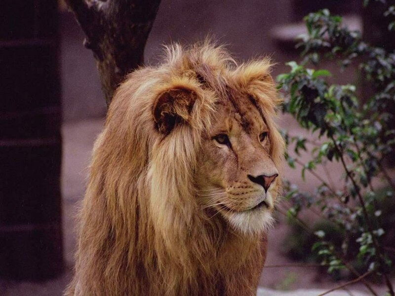 Male Lion with Mane — Brown, Calm, Photograph, Tree Trunk