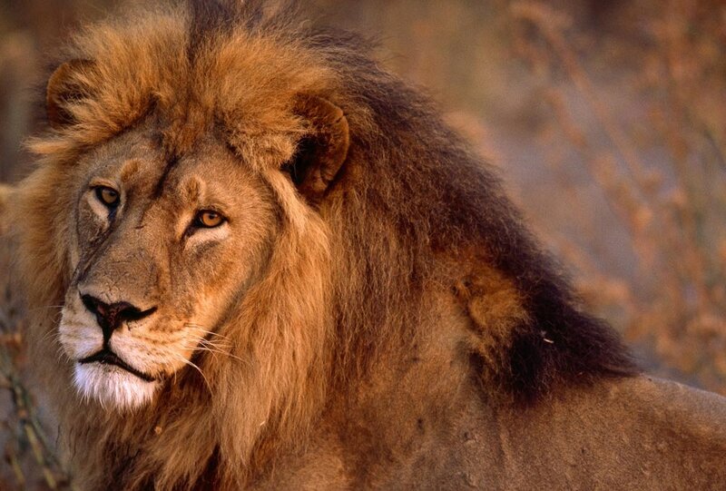 Male Lion with Mane — Brown, Calm, Sunset