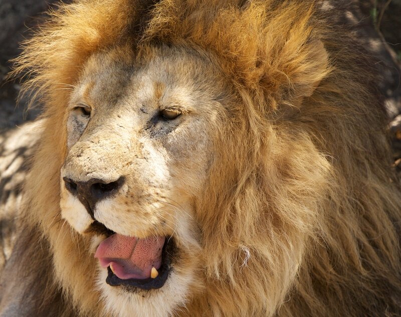 Male Lion with Mane — Brown, Calm