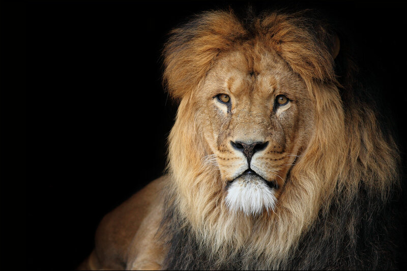 Male Lion with Mane — Brown, Dramatic, Photograph, Black Background