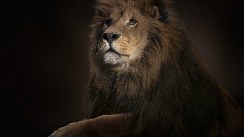 Male Lion with Mane — Brown, Dramatic, Photograph, Dark Background, Black