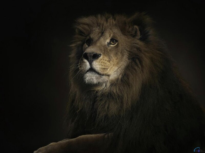 Male Lion with Mane — Brown, Dramatic, Photograph, Dark Background