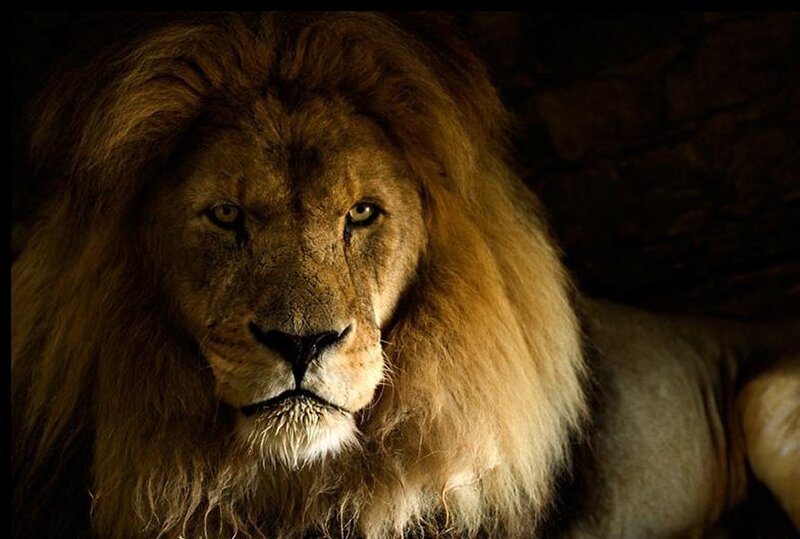 Male Lion with Mane — Brown, Dramatic, Photograph, Eyes
